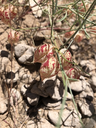 Astragalus pictus var. filifolius (Painted milkvetch) — photo