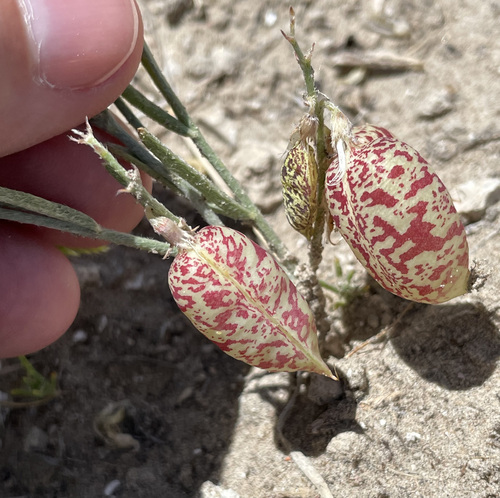 Astragalus pictus var. filifolius