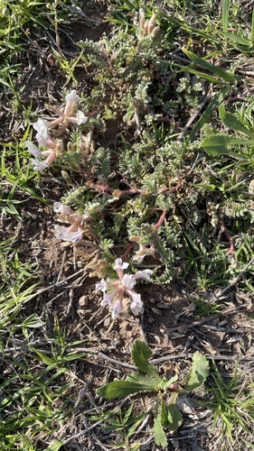Astragalus plattensis (Platte milkvetch) — photo