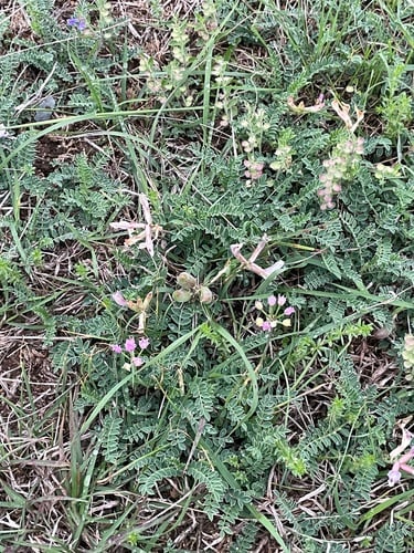 Astragalus plattensis (Platte milkvetch) — photo