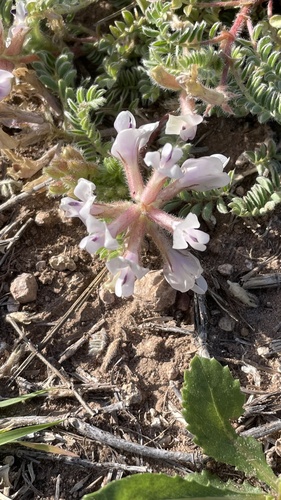 Astragalus plattensis