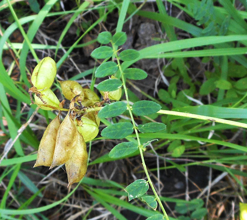 Astragalus propinquus (Milk vetch) — photo