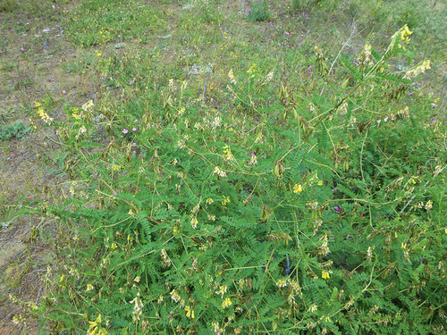 Astragalus propinquus (Milk vetch) — photo