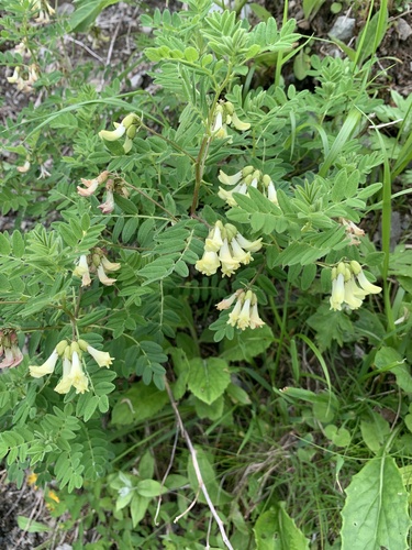Astragalus shinanensis — photo