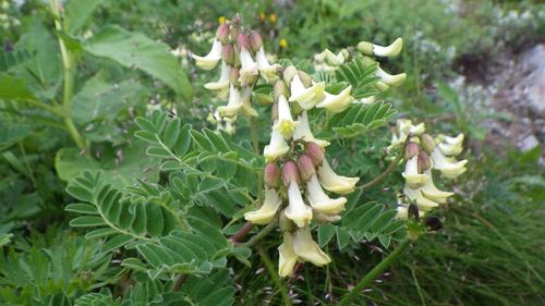 Astragalus shinanensis