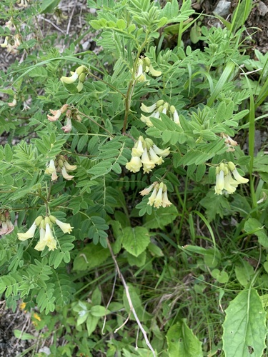 Astragalus shinanensis — photo