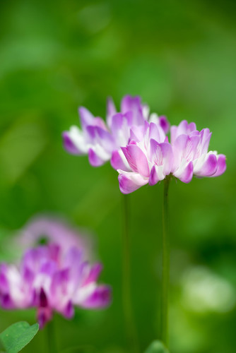 Astragalus sinicus (Chinese milk vetch) — photo