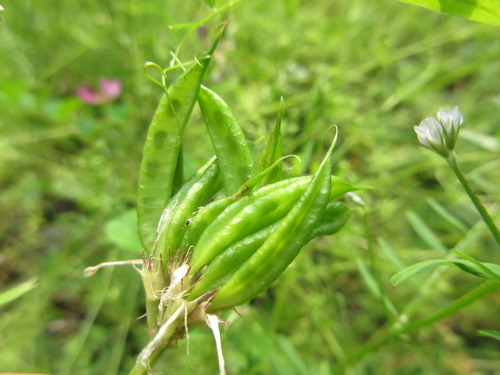 Astragalus sinicus (Chinese milk vetch) — photo