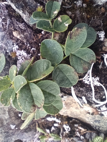 Astragalus umbellatus (Tundra milkvetch) — photo