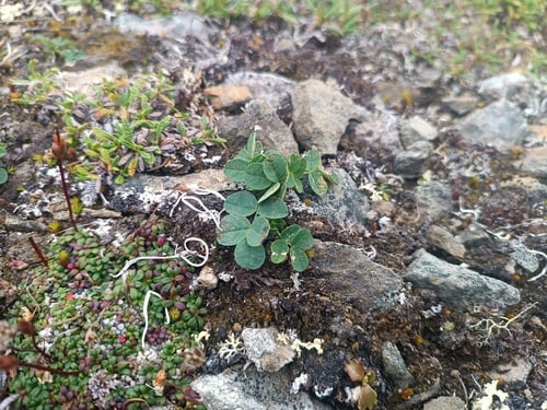 Astragalus umbellatus