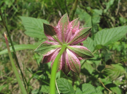 Astrantia maxima — photo
