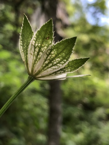 Astrantia maxima — photo