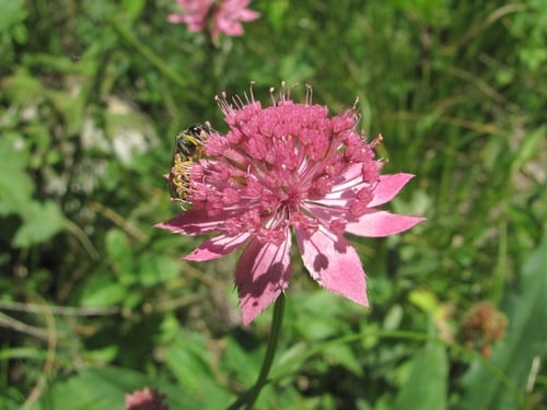 Astrantia maxima