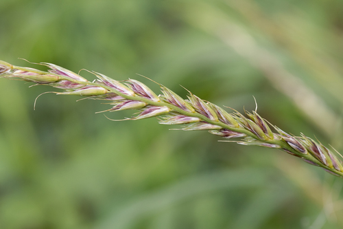 Astrebla lappacea (Curly mitchell grass) — photo