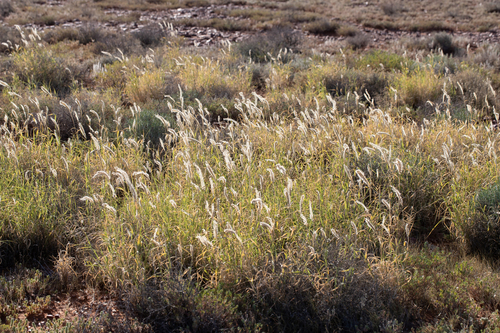 Astrebla pectinata (Mitchell grass) — photo