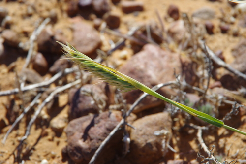 Astrebla pectinata (Mitchell grass) — photo