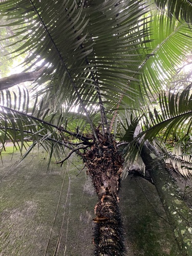 Astrocaryum aculeatissimum — photo