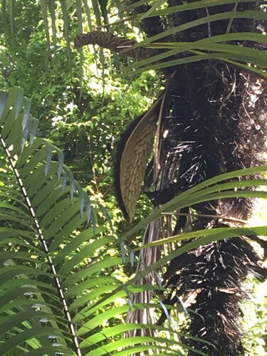 Astrocaryum aculeatissimum — photo