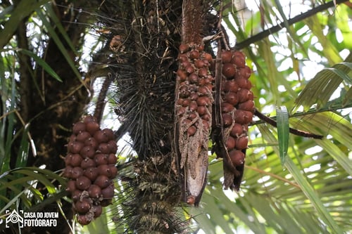 Astrocaryum aculeatissimum
