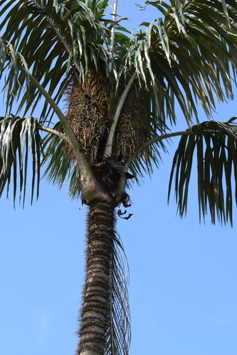 Astrocaryum aculeatum (Tukum palm) — photo