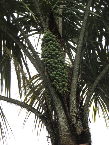 Astrocaryum aculeatum (Tukum palm) — photo