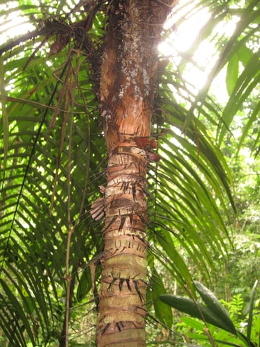 Astrocaryum aculeatum