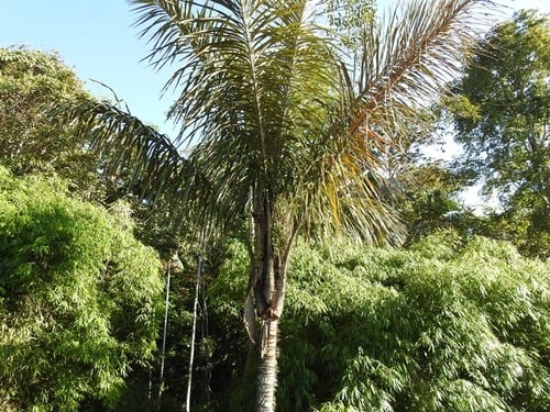 Astrocaryum chambira
