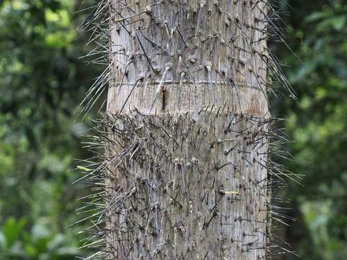 Astrocaryum confertum — photo