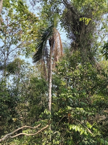 Astrocaryum gratum (Chonta palm) — photo