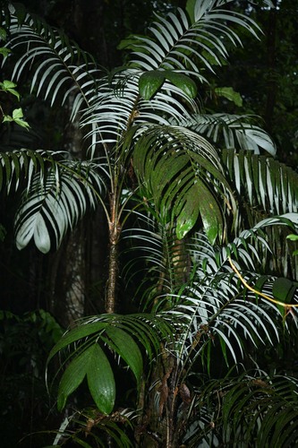 Astrocaryum gynacanthum (Mumbaca palm) — photo