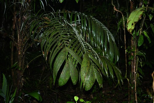 Astrocaryum gynacanthum (Mumbaca palm) — photo