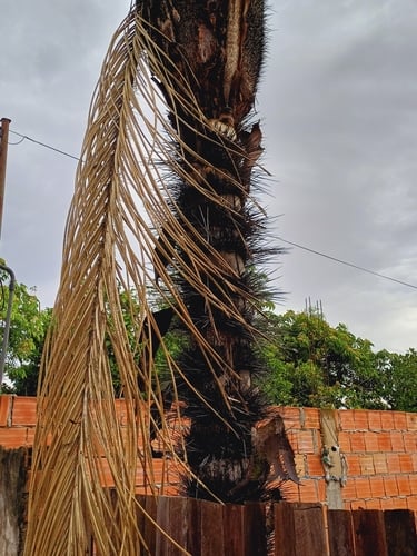 Astrocaryum gynacanthum