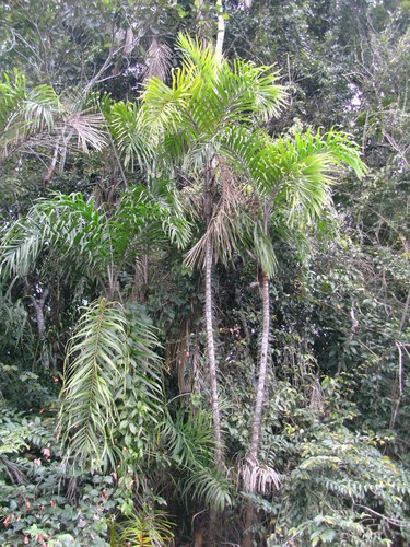 Astrocaryum jauari (Jauari) — photo