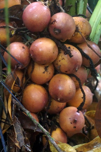 Astrocaryum malybo (Anchamba palm) — photo