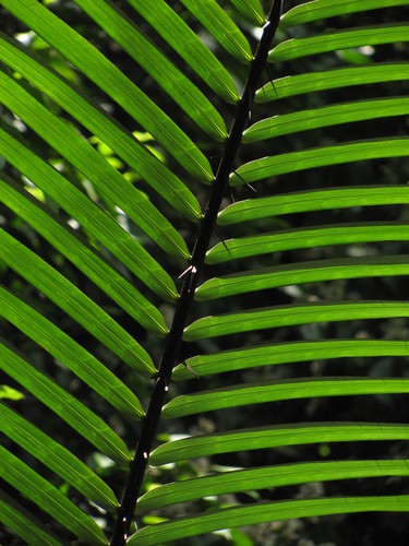 Astrocaryum malybo (Anchamba palm) — photo