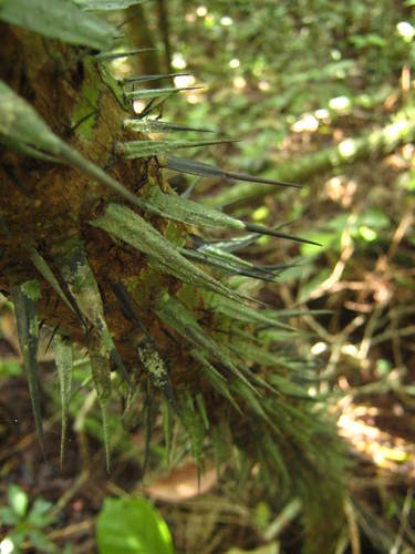 Astrocaryum mexicanum (Waree palm) — photo
