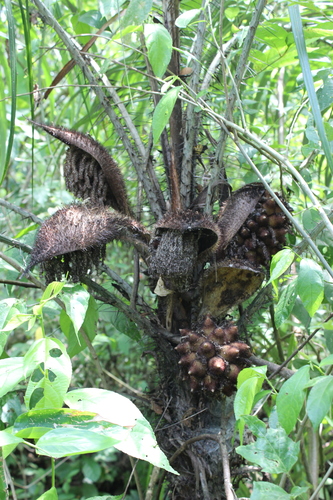 Astrocaryum mexicanum (Waree palm) — photo
