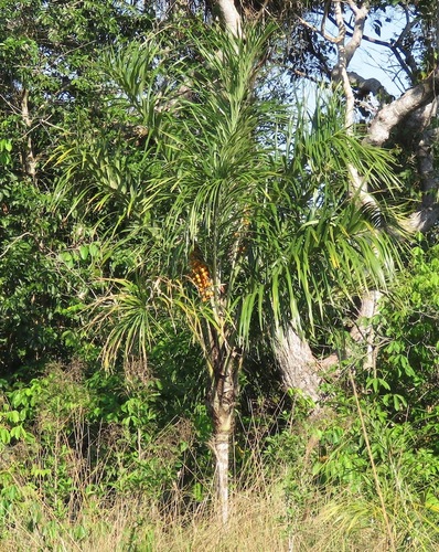 Astrocaryum murumuru (Murumuru palm) — photo