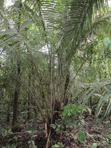 Astrocaryum murumuru (Murumuru palm) — photo