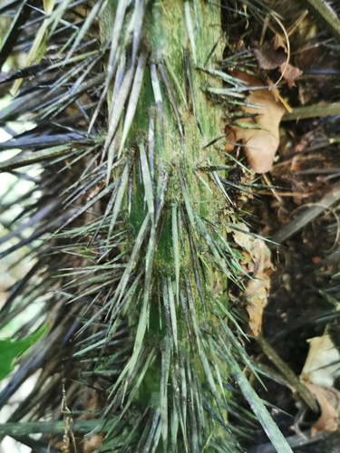 Astrocaryum murumuru