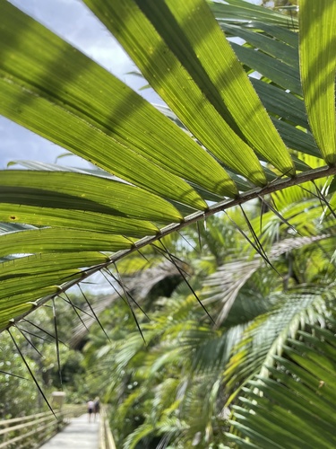 Astrocaryum standleyanum (Tucan nuts) — photo