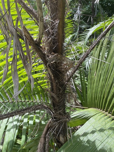 Astrocaryum standleyanum (Tucan nuts) — photo