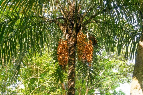 Astrocaryum standleyanum
