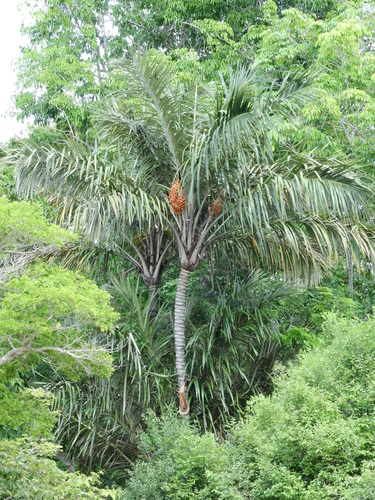Astrocaryum tucuma (Tucum palm) — photo