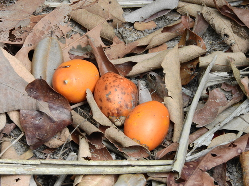 Astrocaryum tucuma (Tucum palm) — photo