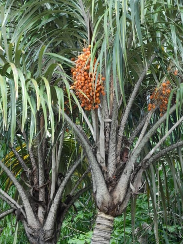 Astrocaryum tucuma
