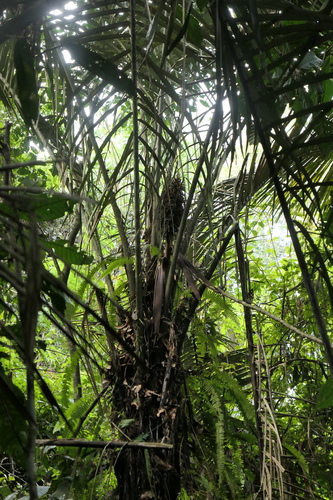 Astrocaryum ulei — photo