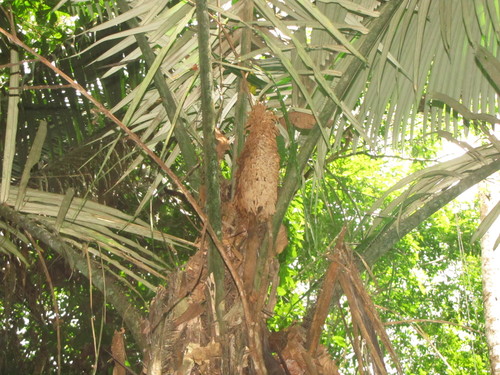Astrocaryum ulei — photo