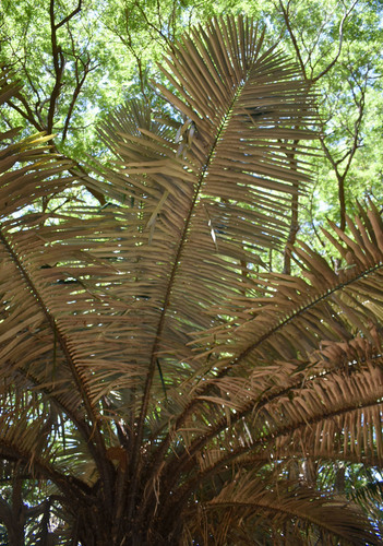 Astrocaryum urostachys (Awant') — photo