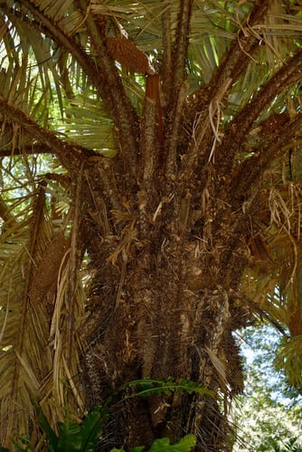 Astrocaryum urostachys (Awant') — photo